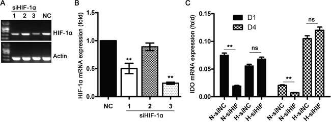 Effects of HIF-1 signaling on IDO production in DCs during hypoxia.