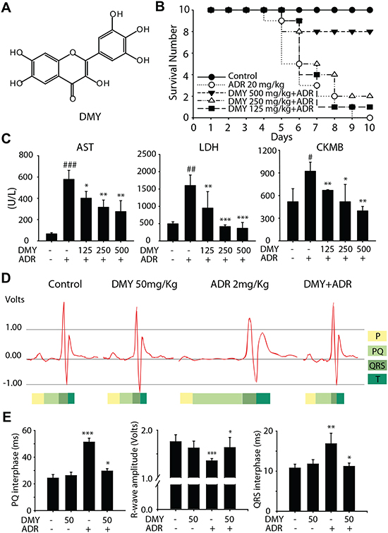 Dihydromyricetin decreaseded Adriamycin-induced cardiotoxicities in vivo.