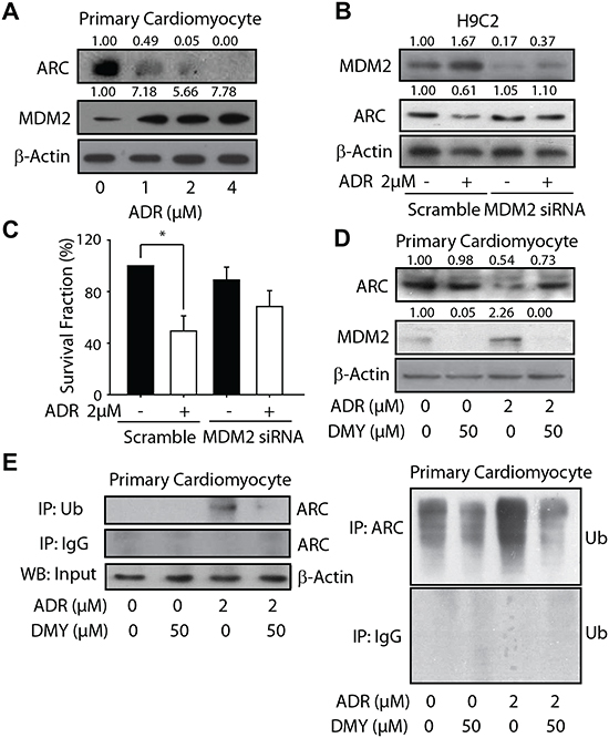 Dihydromyricetin accumulated ARC protein through restraining the MDM2-mediated ubiquitylated degradation.