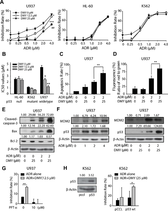 Dihydromyricetin sensibilized the anticancer activity of Adriamycin in p53 wild type cancer cells.