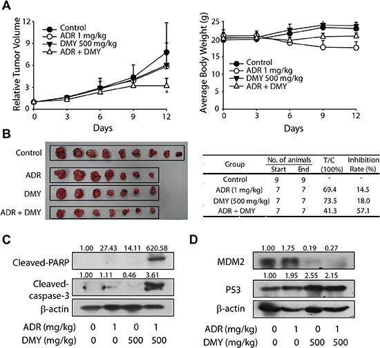 Dihydromyricetin possessed synergistic antitumor effect with adriamycin in vivo.