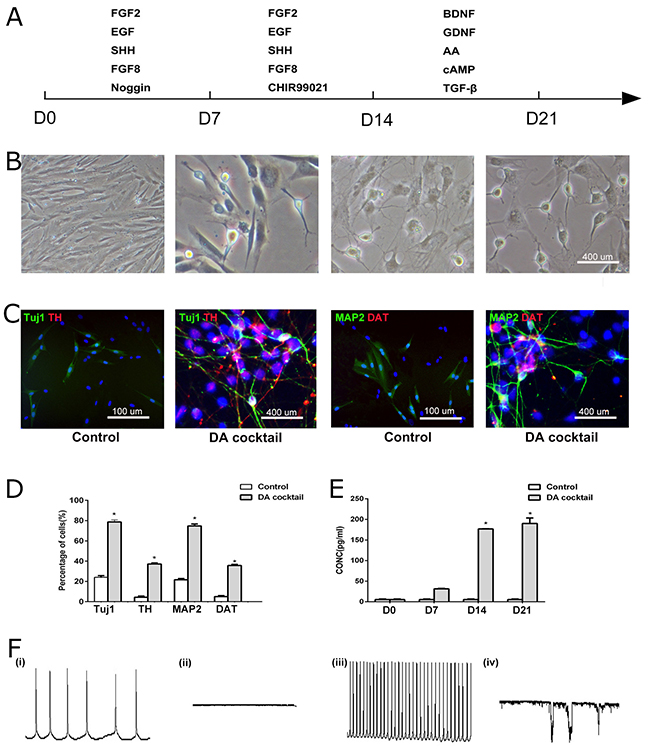 Directed dopamine neuronal differentiation from hUC-MSCs.