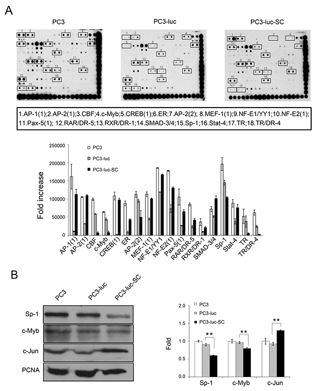 Differentially expression of transcription factors in PC3, PC3-luc and PC3-luc-SC cells, and verification by Western blotting.