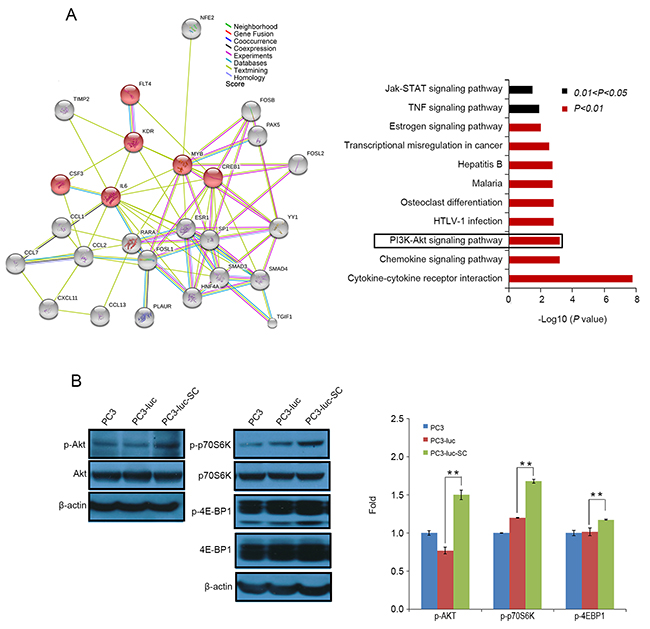 Protein networks promote tumor cells occurrence of EMT and generation of DTCs.