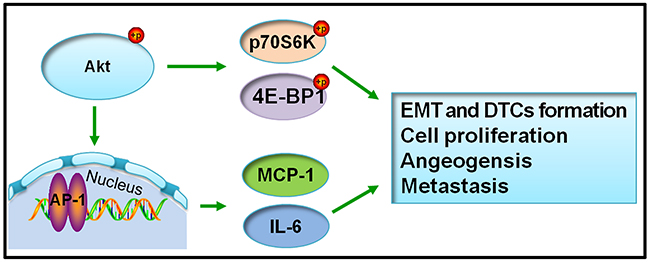 Schema chart of the molecular signaling pathway of biological characteristics changes of PC3 cells in vivo.