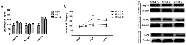 The Hsp70 levels of mice in three groups.
