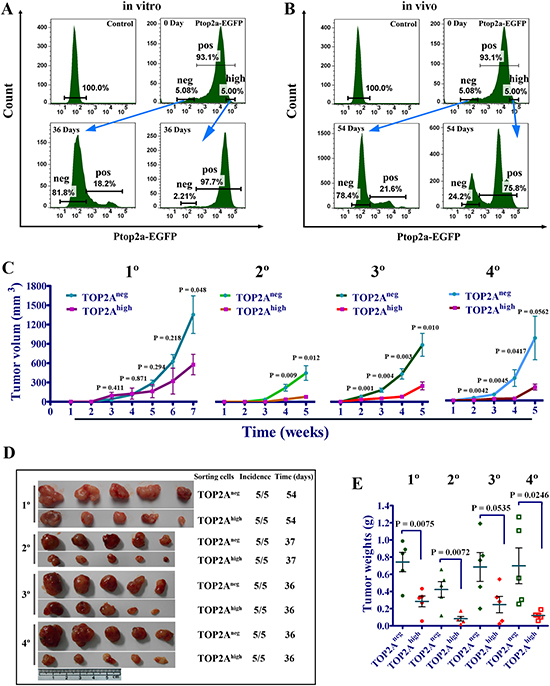 Dynamic changes and stronger tumorigenic potential of TOP2Aneg cells.