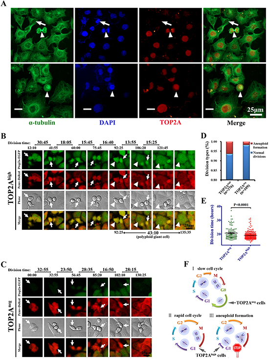 TOP2A expression and cell division analysis among DU145 cells.