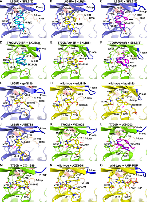 Crystal structures of EGFR mutants in complex with varied compounds.