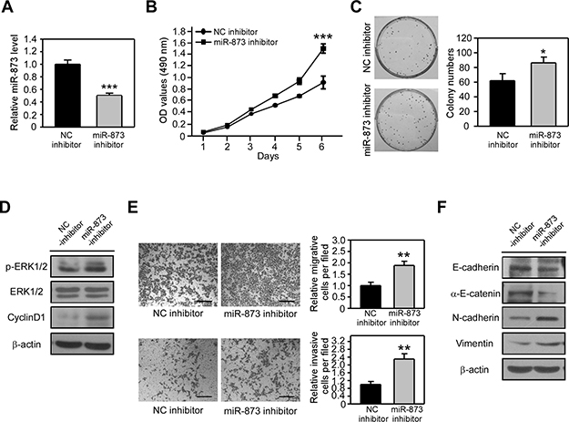 MiR-873 inhibition promotes CRC cell proliferation, migration and invasion