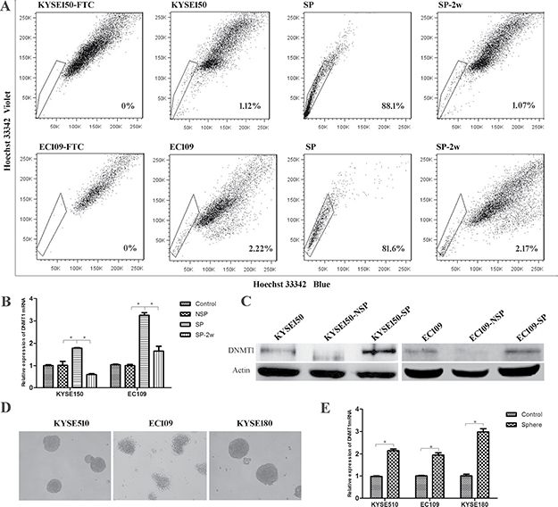 The expression of DNMT1 in esophageal cancer stem cells.