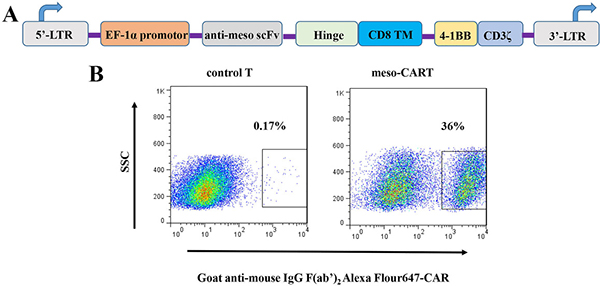 Schematic diagram of meso-CAR gene constructs and meso-CAR expression on T cells after lentivirus transduction.