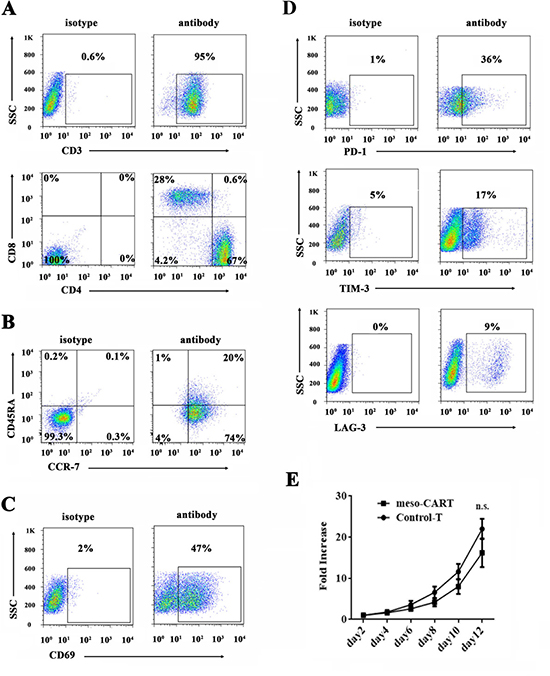 Phenotype and proliferation in T cells transduced with meso-CAR.