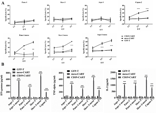 Mesothelin-specific cytotoxicity and cytokine secretion of meso-CART cells.