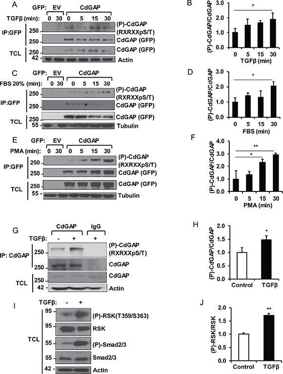 CdGAP is phosphorylated by the AGC family kinases in response to growth factors and mitogens.