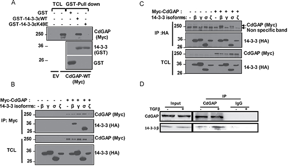 14-3-3 adaptor proteins isoforms &#x03B2; and &#x03C3; interact with CdGAP.