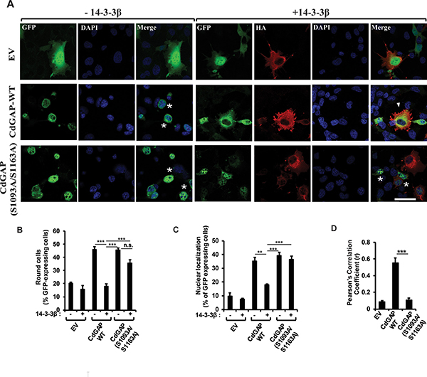 14-3-3&#x03B2; regulates CdGAP subcellular localization and inhibits CdGAP-mediated cell rounding.