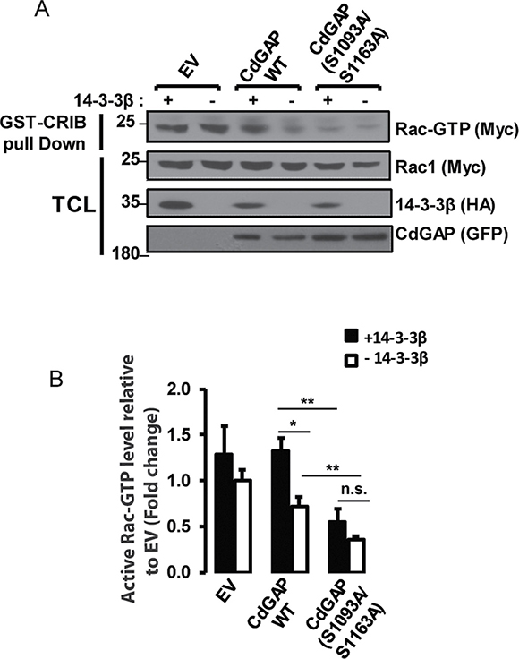 14-3-3&#x03B2; negatively regulates the GAP activity of CdGAP towards Rac1.