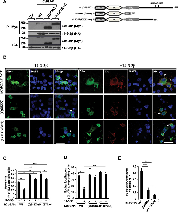 Reduced interaction and modulation of AOS-related CdGAP mutant proteins by 14-3-3&#x03B2;.