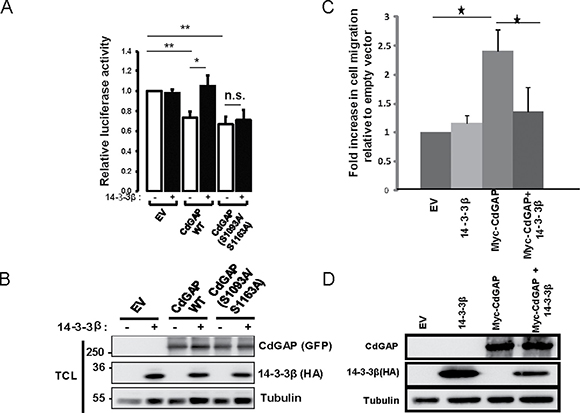 14-3-3&#x03B2; blocks the ability of CdGAP to repress the E-cadherin promoter and to induce cell migration.