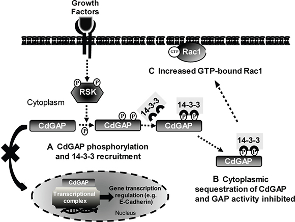 Model of CdGAP regulation by 14-3-3 adaptor proteins.