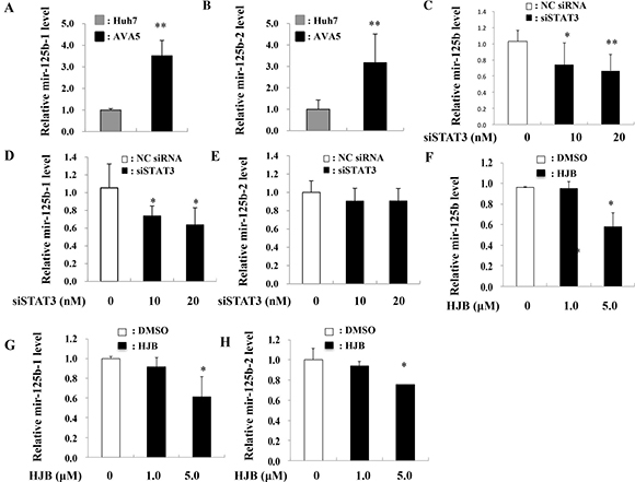 Inhibition of STAT3 reduced miR-125 levels.