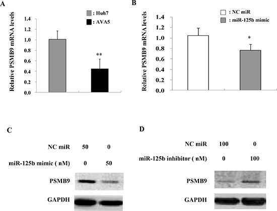 PSMB9 is targeted by miR-125b expression in HCV replicon cells.