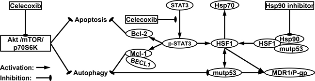 A proposed model of molecular targets of celecoxib in enhancing the cytotoxicity of Hsp90 inhibitors and promoting both apoptotic and autophagic cell death.