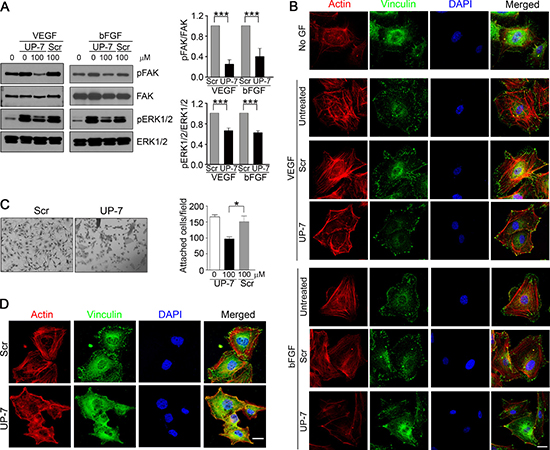 UP-7 inhibits phosphorylation of FAK and ERK1/2 and formation of actin stress fibers and focal adhesion in ECs.