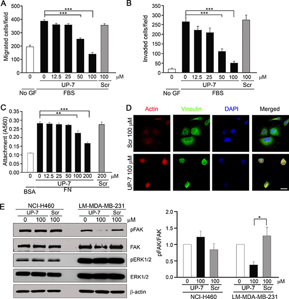 UP-7 inhibits migration, invasion and FAK phosphorylation of LM-MDA-MB-231 breast cancer cells.