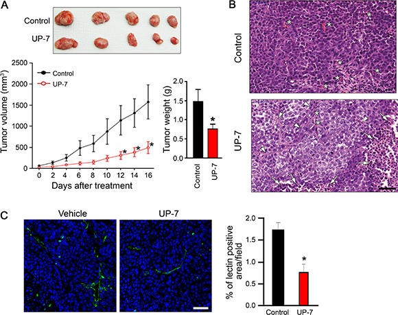 UP-7 inhibits NCI-H460 lung tumor growth in vivo