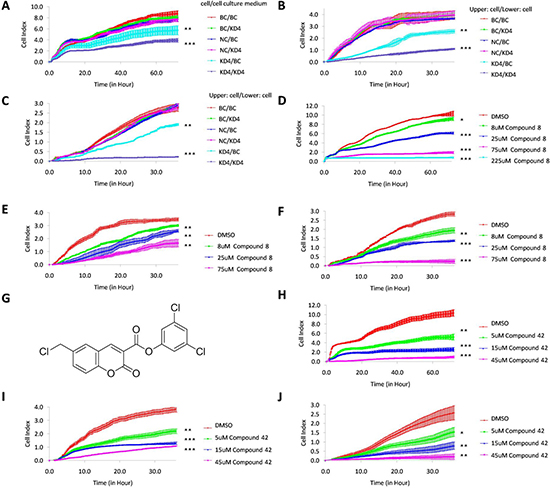 Recovery of KD4 cell proliferation, migration and invasion abilities by exogenous KLK7, and inhibition of PANC-1 cell proliferation, migration and invasion ability by KLK7 inhibitor (compound 8) issued from virtual screening or KLK7 suicide inhibitor (compound 42) issued from previous study.