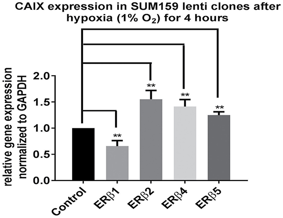 SUM159 cells expressing different ER&#x03B2; variants were exposed to hypoxia 1% O2 for 4 hours.