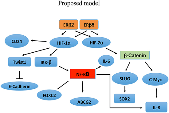 Proposed model showing that the observed gene regulation can be explained by the ability of the ER&#x03B2; variants to interact with and stabilize HIF-1&#x03B1; and HIF-2&#x03B1;.