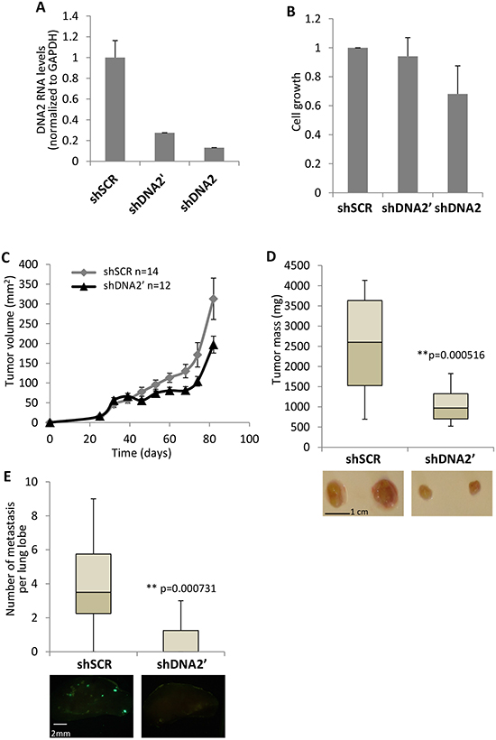 Downregulation of DNA2 results in slower cell and tumor growth.