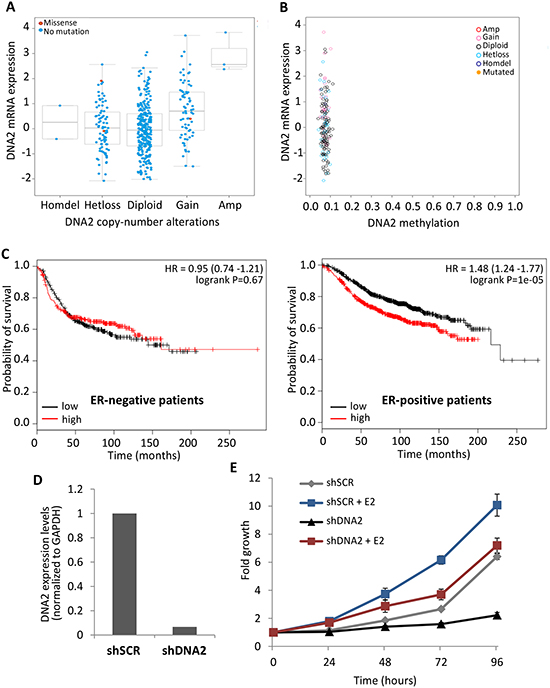 Higher DNA2 expression levels correlates with poor prognosis in ER-positive tumors.