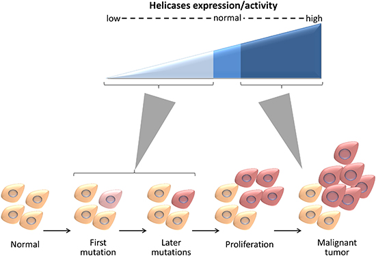 DNA helicases affect carcinogenesis in a multifaceted manner.