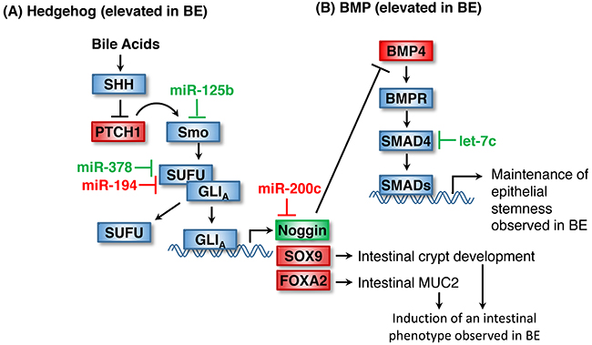 Maintenance of stemness in BE by Hedgehog and BMP signaling.