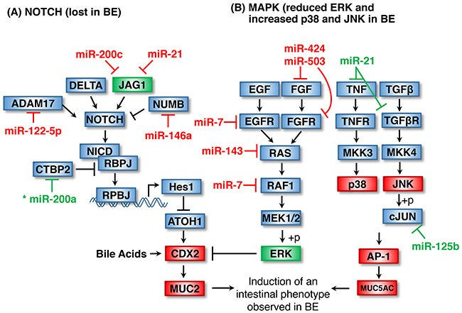 Loss of epithelial stratification and intestinalization of the columnar epithelium by Notch, CDX2 MAPK signaling.