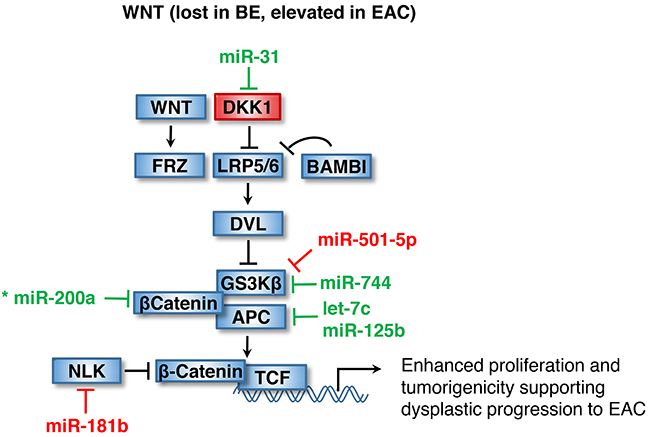 Dysplastic progression to EAC through WNT activation.