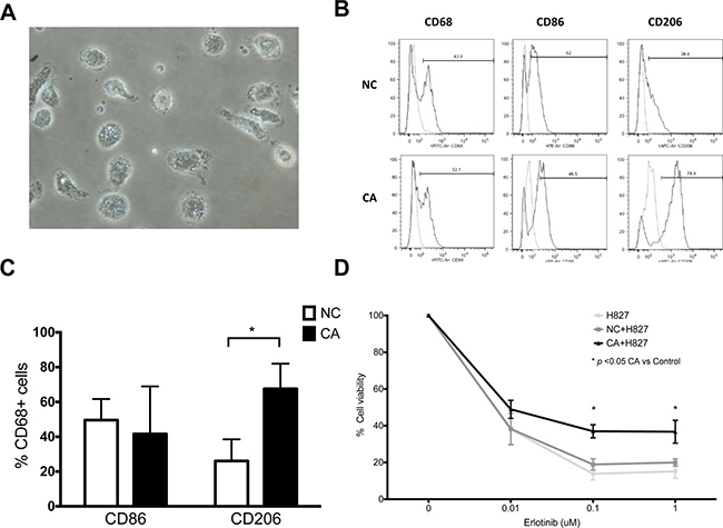 Phenotype and function of bronchoalveolar lavage macrophages.