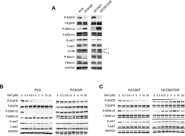 ERK phosphorylation is activated in gefitinib-resistant NSCLC cells.