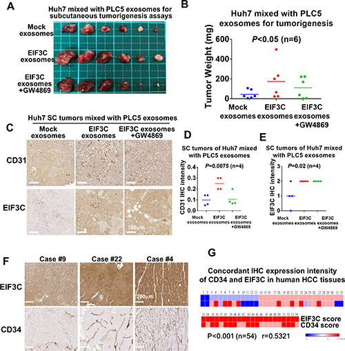 Various exosomes isolated from PLC5 mixed with Huh7 cells enhanced HCC angiogenesis and tumorigenesis.