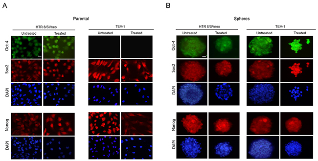 Expression of NANOG, OCT-4 and SOX2 in transformed trophoblast spheroids and parental cells.