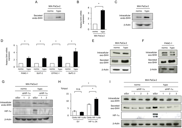 HIF-1-dependent increases in the expression and efficiency of secretion of SHH proteins under hypoxic conditions.