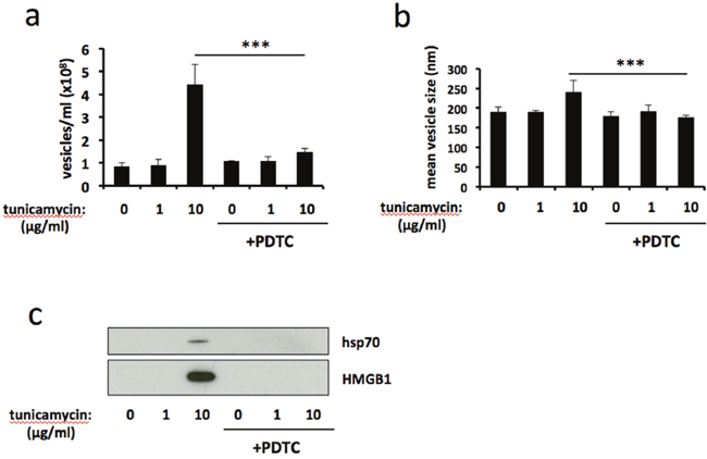 Antioxidant treatment attenuates ER stress-induced release of extracellular vesicles.