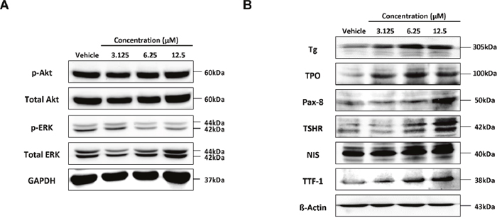 Investigation of signalling pathways related to re-induction of NIS and thyroid-metabolising protein expression following treatment of 8505C cells with K905-0266 TKI.