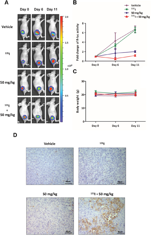 BLI to monitor the therapeutic effects of the combination of 131I and K905-0266 TKI in 8505C-PNIS-PCMV tumour xenograft mice models.