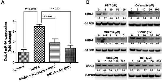 Modulation of HBD-2 by preventive agents for esophageal cancer.