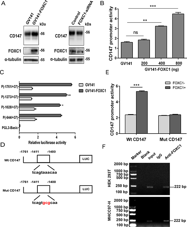 Transcriptional